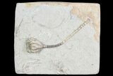 Crinoid (Taxocrinus) Fossil - Crawfordsville, Indiana #87966-1